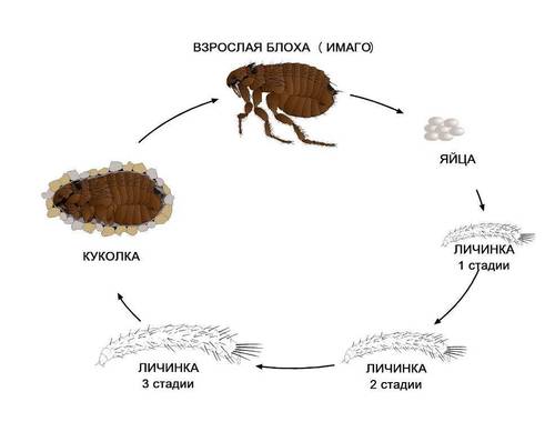 Блоха Фото Крупным