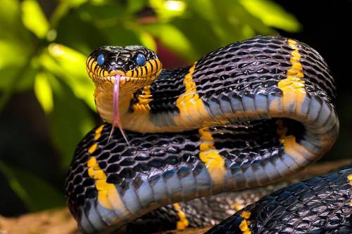 Змея – описание, виды, где обитает, чем питается, фото
