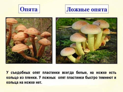 Фото Всех Съедобных
