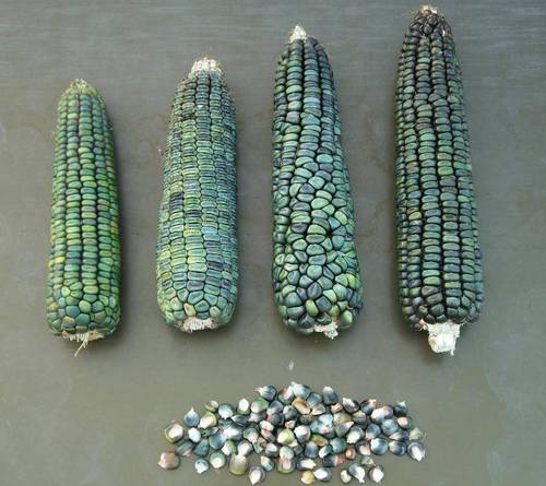 Зеленая Кукуруза Фото
