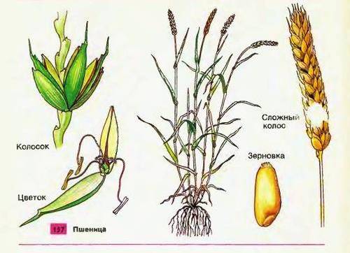 Лист Пшеницы Фото