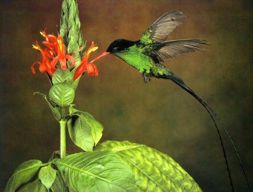 Птица зунзунито пчелиная википедия фото
