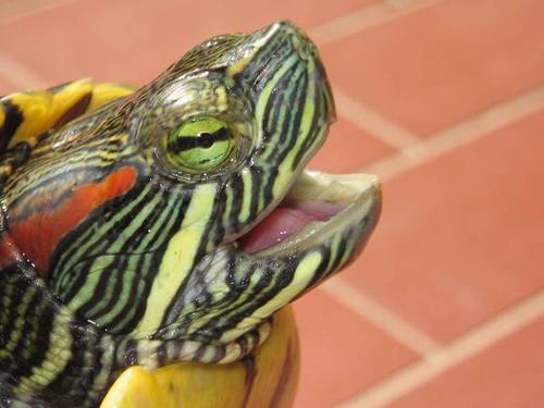 Реферат: Красноухая черепаха