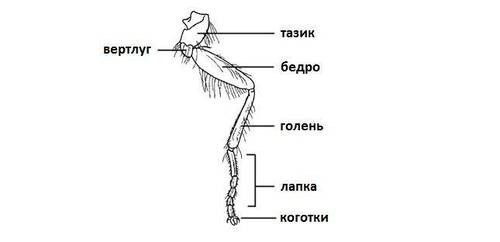 Фото Белых Жуков