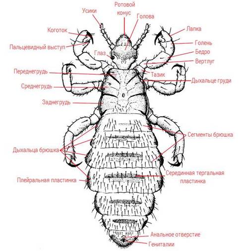 Как Выглядят Вши Фото